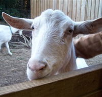 Drysdale Cheeses - Tourism Guide