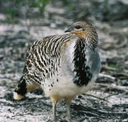 Yongergnow Australian Malleefowl Centre - Tourism Guide