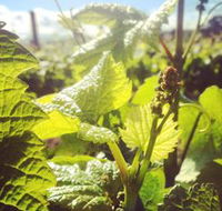 Punt Road Winery - Travel Agents