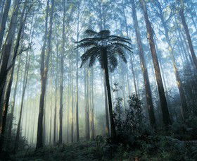 Yarra Ranges National Park - Tourism Guide 0