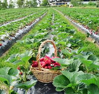 Blue Hills Berries  Cherries - Tourism Guide