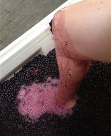 Billy Button Wines - Tourism Guide 4
