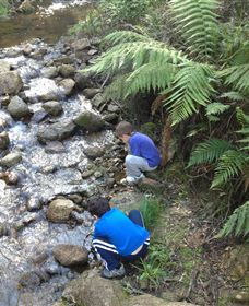 Shelley Forest Camp - Cruises Travel 2