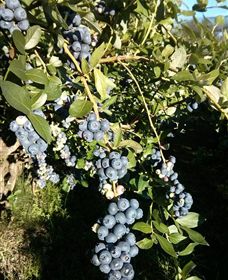 Gunnadoo Berries - Tourism Guide 2