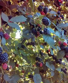 Gunnadoo Berries - Tourism Guide 0