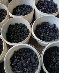 Gunnadoo Berries - Tourism Guide 3
