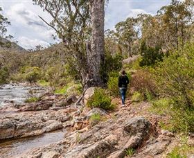 Old Mountain Road Walking Track - Travel Agents 2
