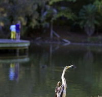 Birdwatching in the South Burnett - Tourism Guide