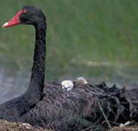 French Island Marine National Park - Tourism Guide