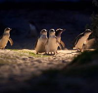 Phillip Island Nature Parks - Tourism Guide