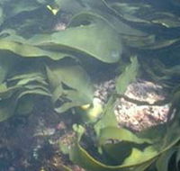 Churchill Island Marine National Park - Tourism Guide