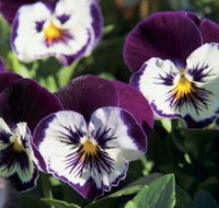 Newtown Park State Rose Garden - Tourism Guide
