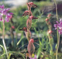 Carnamah-Eneabba Wildflower Drive - Tourism Guide