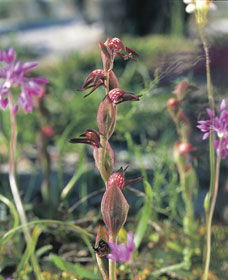 Carnamah-Eneabba Wildflower Drive - Tourism Guide 0