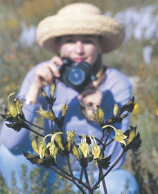 Carnamah-Eneabba Wildflower Drive - Tourism Guide 1