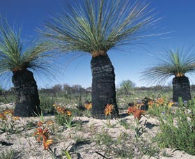 Carnamah-Eneabba Wildflower Drive - Tourism Guide 3