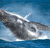 Sydney Whale Watching - Cruises Travel