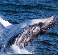 Sydney Eco Whale Watching - Tourism Guide