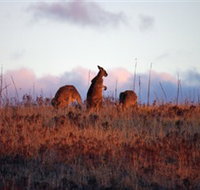 Dingo Tours - Tourism Guide