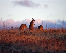 Dingo Tours - Tourism Guide 0