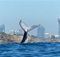 Oz Whale Watching - Tourism Guide