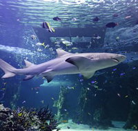 SEA LIFE Sydney Aquarium - Tourism Guide