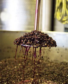 Quealy Winemakers - Tourism Guide 6