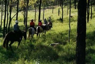 Windella NSW Tourism Guide