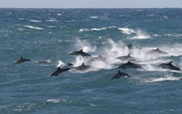 Salamander Bay NSW Tourism Guide