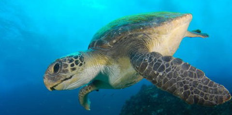 Byron Bay Dive Centre - Travel Agents 0
