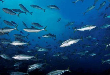 Byron Bay Dive Centre - Travel Agents 2