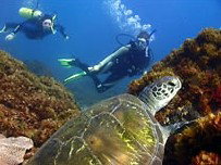 Byron Bay Dive Centre - Travel Agents 3