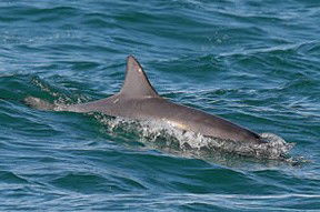 Byron Bay Dolphin Wildlife Tours - Travel Agents 0
