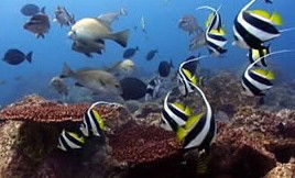 Byron Bay Dolphin Wildlife Tours - Travel Agents 3