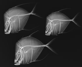 X-Ray Vision: Fish Inside Out - Tourism Guide 0