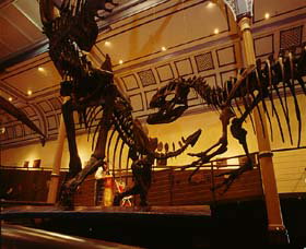 Australian Museum - Tourism Guide 1