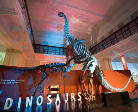 Australian Museum - Tourism Guide 0