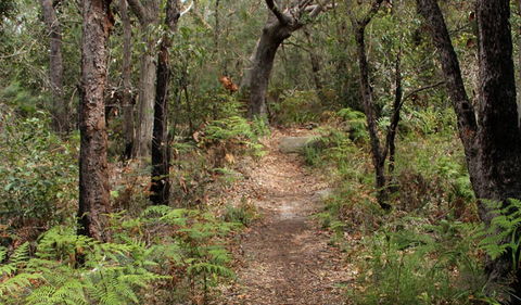 Box Head Track - Cruises Travel 1