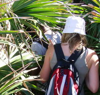 Palm Jungle loop track - Tourism Guide