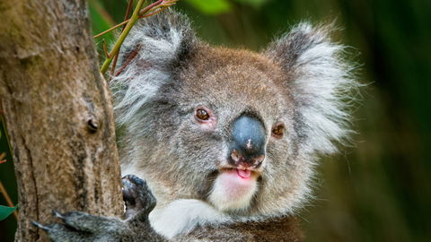 Brisbane Water National Park - Tourism Guide 2