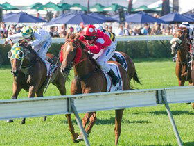 Morphettville Racecourse - Tourism Guide 2