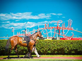 Morphettville Racecourse - Tourism Guide 3