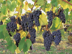 Hills Short Wine And Food Trail - Tourism Guide 0