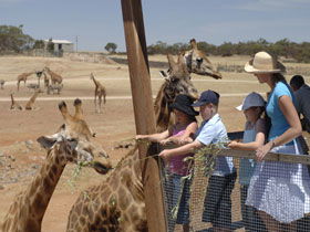 Monarto Open Range Zoo - Cruises Travel 0