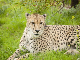 Monarto Open Range Zoo - Cruises Travel 3