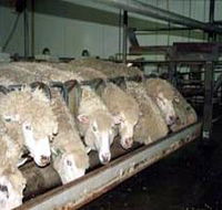 Island Pure Sheep Dairy And Cheese Factory - Tourism Guide