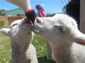 Animal Farm Goolwa - Tourism Guide 1
