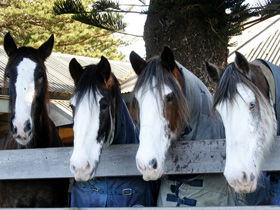 Victor Harbor Horse Drawn Tramway - Travel Agents 0