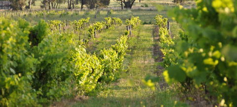 Bell River Estate Winery - Travel Agents 3
