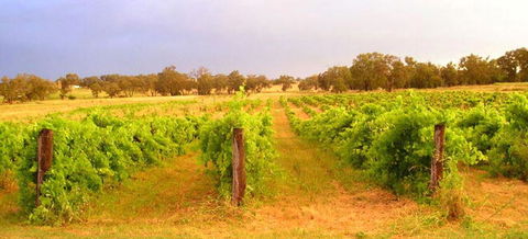 Bell River Estate Winery - Travel Agents 7